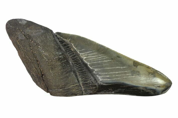 Partial, Fossil Megalodon Tooth Paper Weight #144404